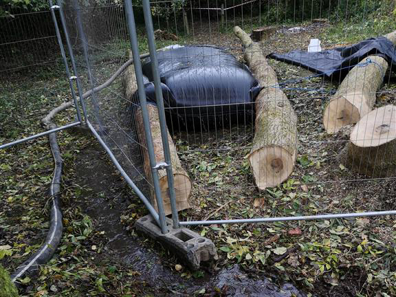 ash tree trunks